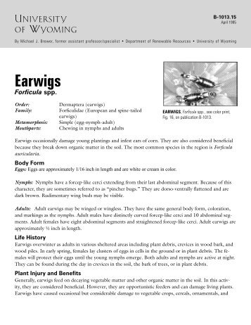 EARWIGS, Forficula spp.