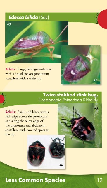 Field Guide to Stink Bugs - Virginia Tech