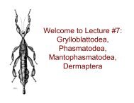 Welcome to Lecture #7: Grylloblattodea, Phasmatodea ...