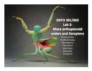 ENTO 301/602 Lab 3: More orthopteroid orders and Zoraptera