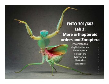 ENTO 301/602 Lab 3: More orthopteroid orders and Zoraptera