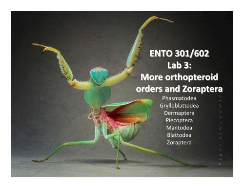 ENTO 301/602 Lab 3: More orthopteroid orders and Zoraptera