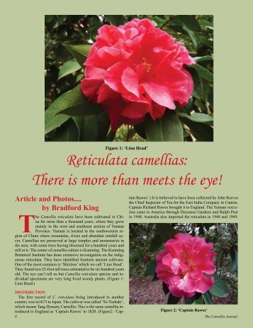 Reticulata camellias - American Camellia Society