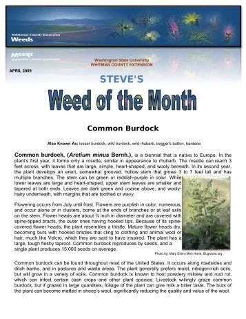 Burdock - WSU Extension Counties - Washington State University