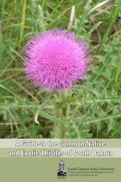 A Guide to the Common Native and Exotic Thistles of South Dakota
