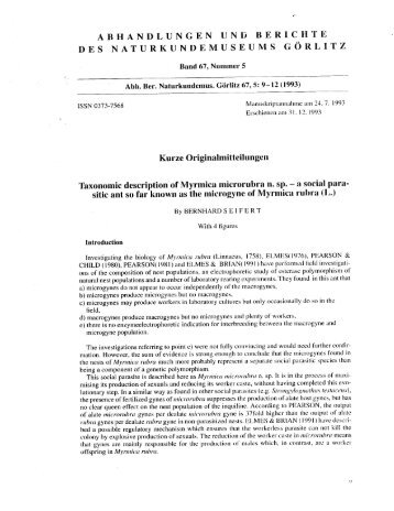 Seifert, B. 1993b. Taxonomic description of Myrmica microrubra