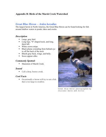 Great Blue Heron – Ardea herodias - fomcw