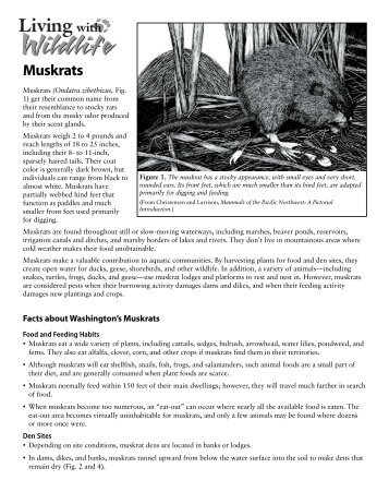 Muskrats - Washington Department of Fish & Wildlife