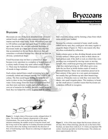 Bryozoans Bryozoans - The Paleontological Society