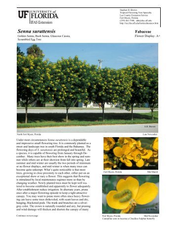 Senna surattensis - Lee County Extension - University of Florida