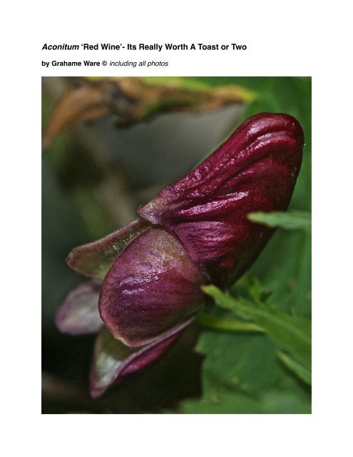 Aconitum 'Red Wine' - Owl and Stump Rare Plants