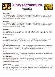 Chrysanthemum Varieties