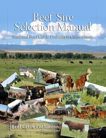 NBCEC Beef Sire Selection Manual - Department of Animal Science ...