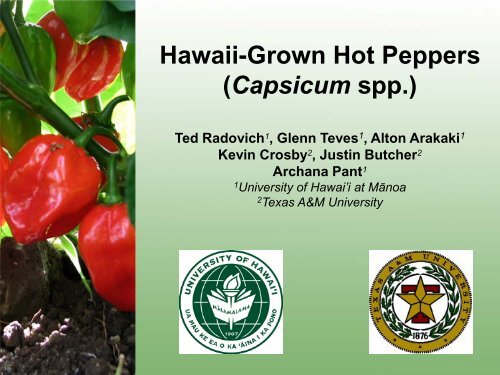Hawaii-Grown Hot Peppers (Capsicum spp.) - ctahr