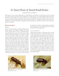 Web Insect Pests Stored Grain - North Carolina Small Grains ...