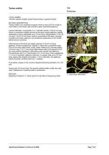Teclea nobilis Rutaceae Del. - World Agroforestry Centre