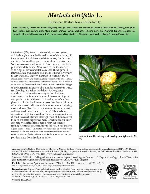 Morinda citrifolia L. (noni) - ctahr - University of Hawaii