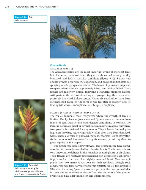 5.3 Class Magnoliopsida – flowering plants - Cambridge University ...
