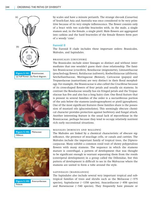 5.3 Class Magnoliopsida – flowering plants - Cambridge University ...