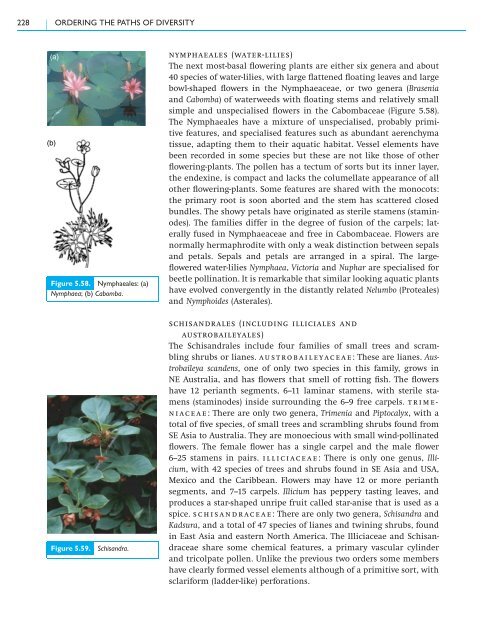 5.3 Class Magnoliopsida – flowering plants - Cambridge University ...