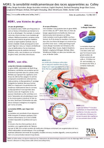 dossier MDR1 - Collie-online.com