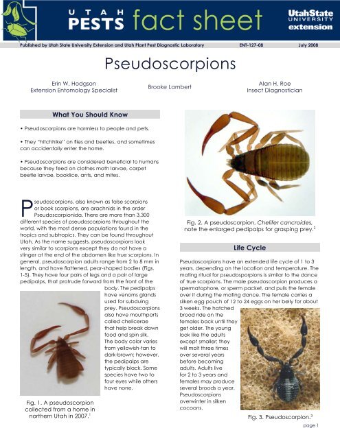 Pseudoscorpions