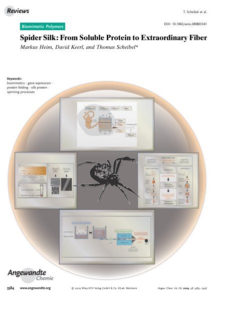 Spider Silk: From Soluble Protein to Extraordinary Fiber - Physics