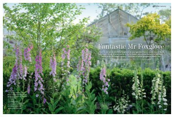 Fantastic Mr Foxglove - James Alexander-Sinclair