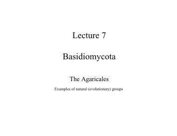 Lecture 7 Basidiomycota