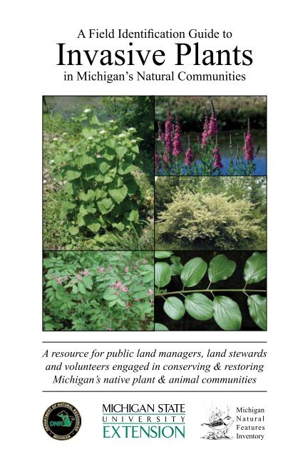 Invasive Plants - Michigan Natural Features Inventory - Michigan ...