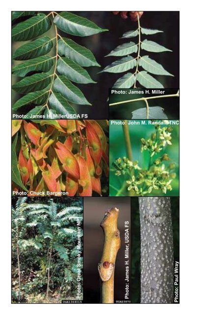 Invasive Plants - Michigan Natural Features Inventory - Michigan ...