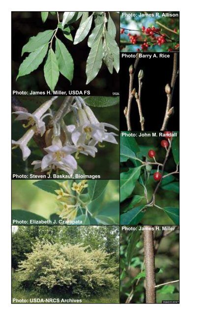 Invasive Plants - Michigan Natural Features Inventory - Michigan ...