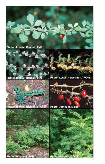 Invasive Plants - Michigan Natural Features Inventory - Michigan ...