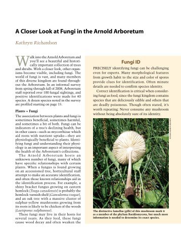 A Closer Look at Fungi in the Arnold Arboretum - Arnoldia