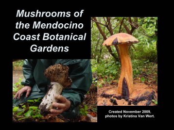 Agaricus agustus The Prince - Mendocino Coast Botanical Gardens