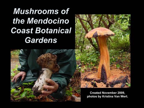 Agaricus Agustus The Prince Mendocino Coast Botanical Gardens