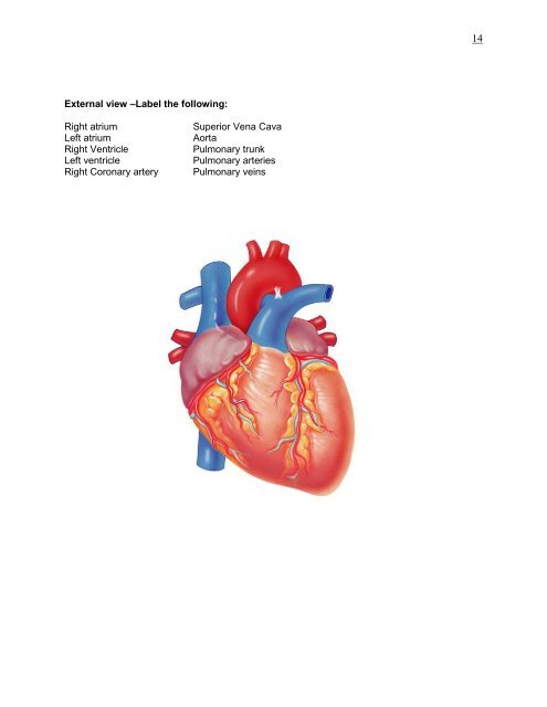 LAB 2 Heart Anatomy and ECG