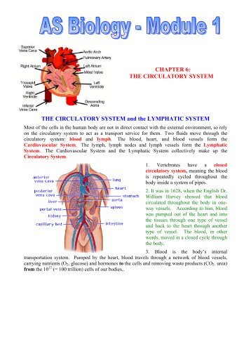 THE CIRCULATORY SYSTEM - BiologyMad A-Level Biology