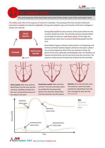 Atrial Systole Ventricular Systole Diastole - AS Biology Notes