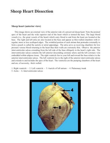 Sheep Heart Dissection (v1)