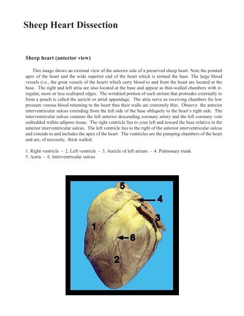 Sheep Heart Dissection (v1)