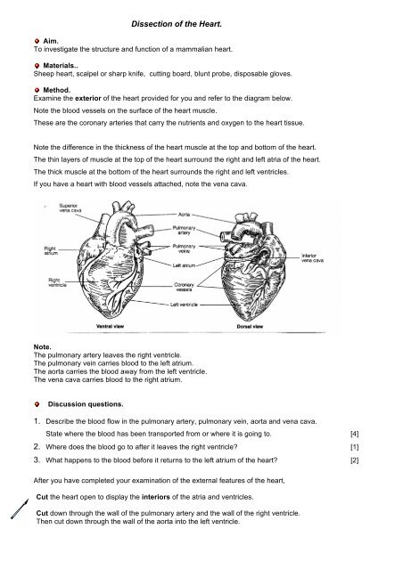 03 Heart Dissection Rbh Pdf Cerebralenhancementzone