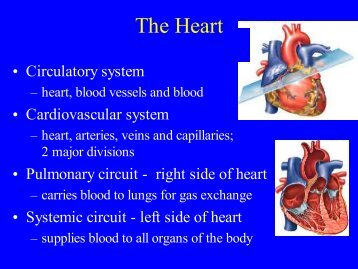 Heart Anatomy Lecture - ECC-BOOK - Extracorporeal Circulation ...