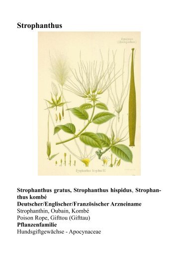 Kräutersteckbrief zu Strophanthus