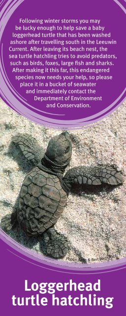 Beachcombers Field Guide - Department Of Fisheries Western ...