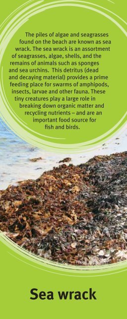 Beachcombers Field Guide - Department Of Fisheries Western ...