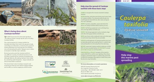 Caulerpa Taxifolia invasive seaweed brochure - NSW Government