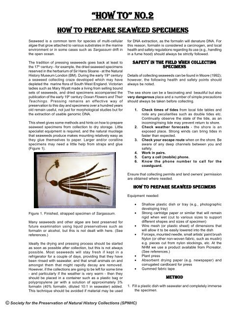 how to prepare seaweed specimens the