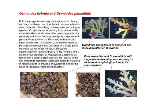 s A Field Guide to the British Seaweeds - NMBAQC