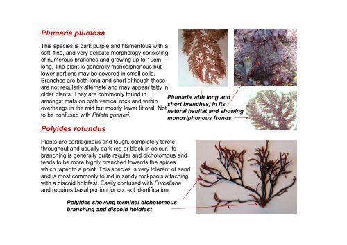 s A Field Guide to the British Seaweeds - NMBAQC
